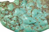 Polished Turquoise Specimen - Number Mine, Carlin, NV #260496-2